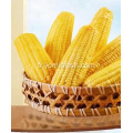 Corn rapide sur le COB